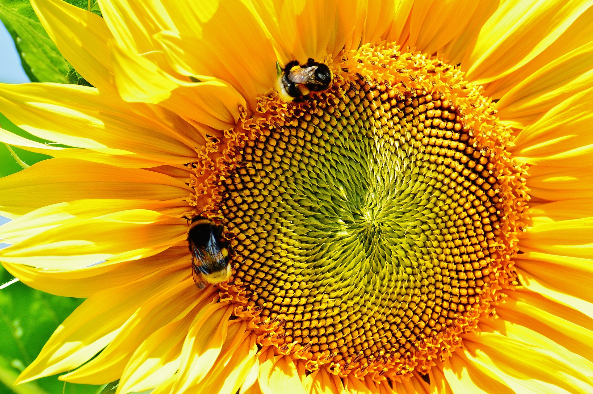 sunflower-bumblebees