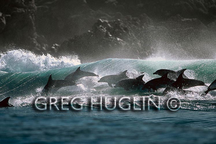 surfing-dolphins-greg-huglin-1