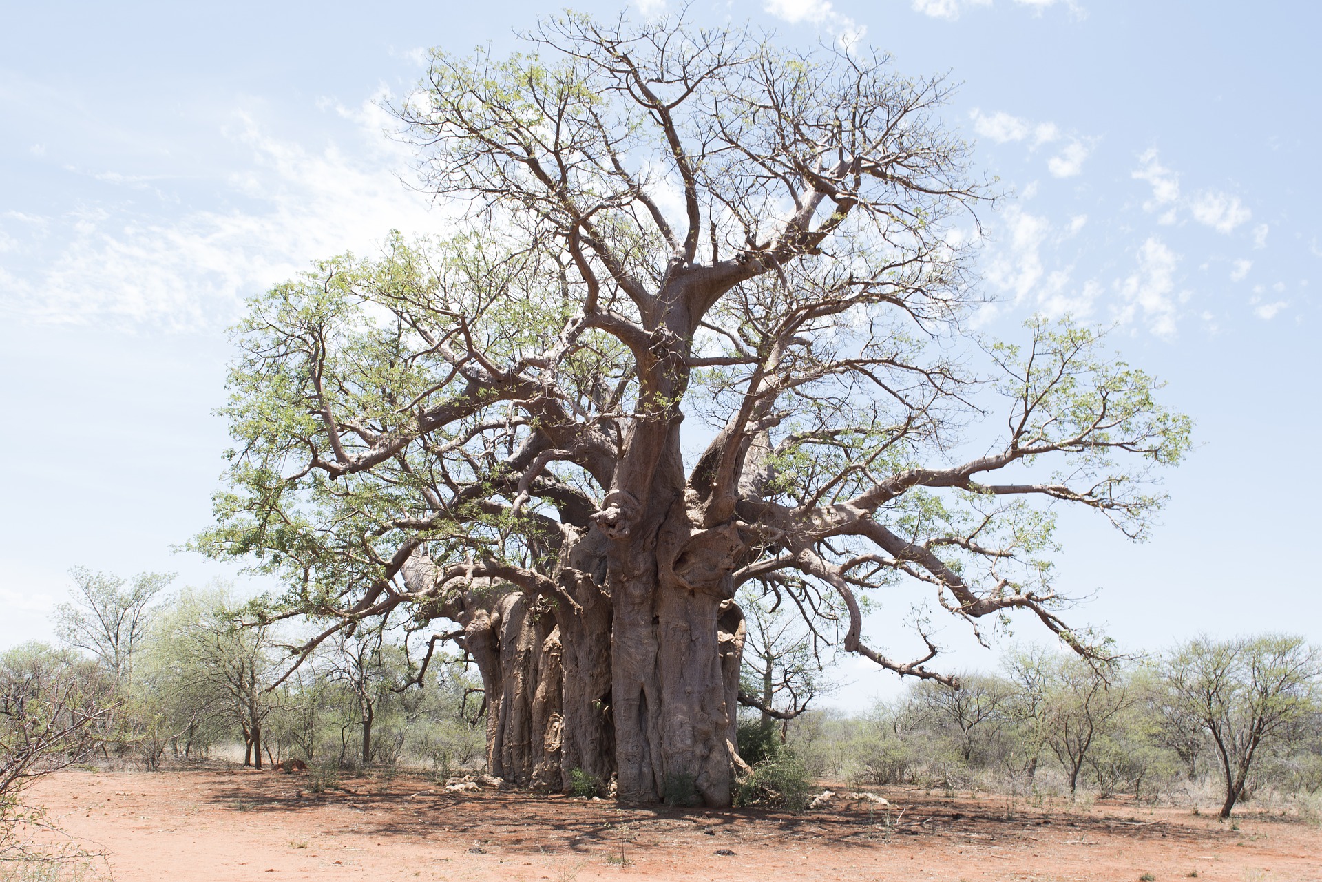 Baobab: Huge tree
