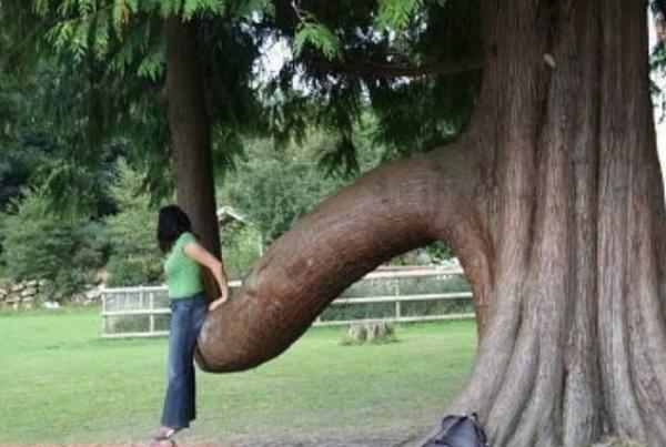 tree-penis
